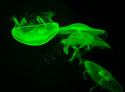 海月球绿水母在黑底的海洋生物图片