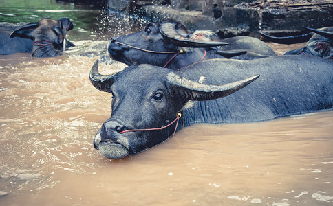 一群水牛在河里游泳图片素材