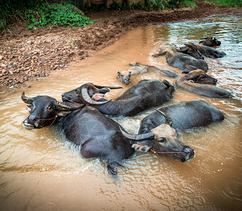 一群水牛在河里游泳图片