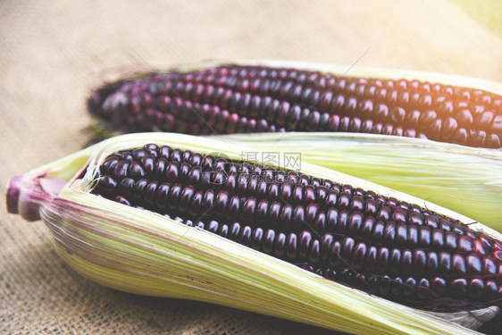 甜玉米紫罗兰新鲜色玉米图片