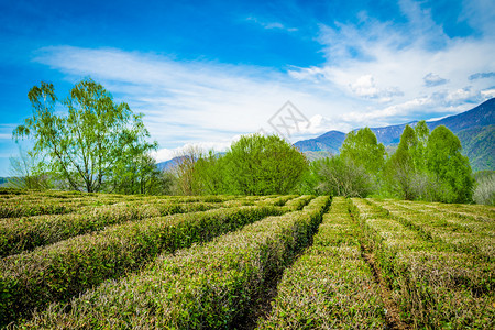 山中谷的茶叶种植园图片