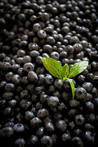 新鲜的Bilberry草质蓝莓关闭图片