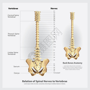 脊椎活神经和膜片段及根矢量说明图片