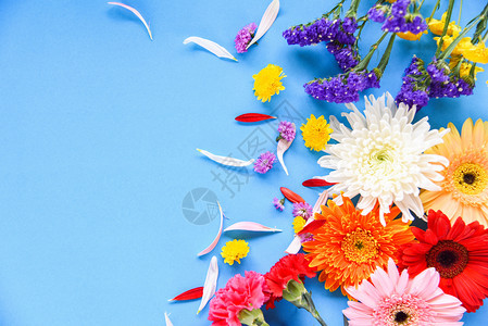 热带植物Gerberachrysanthemum彩色花朵各种蓝色背景美丽绿色平面带有复制空间图片