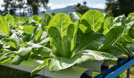 在没有土壤农业用于健康食品的土壤农业水上种植物图片