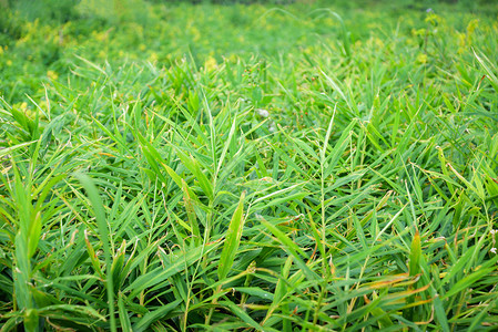 山上Asia农业用新鲜姜树种植的农耕作物野外种植的青绿叶姜树等待收割图片