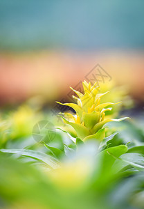 在温室的美丽花园菜中黄布罗梅利德花朵装饰植物图片