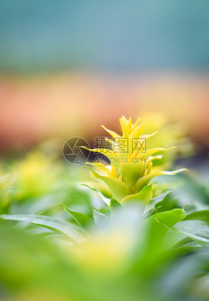 在温室的美丽花园菜中黄布罗梅利德花朵装饰植物图片
