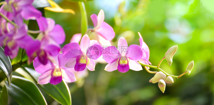 春夏花园中美丽的兰粉和紫高清图片下载 正版图片 摄图网 春夏花园中美丽的兰粉和紫高清图片下载 正版图片 摄图网
