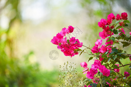 美丽的粉红布加维亚花园以自然绿色背景为本图片
