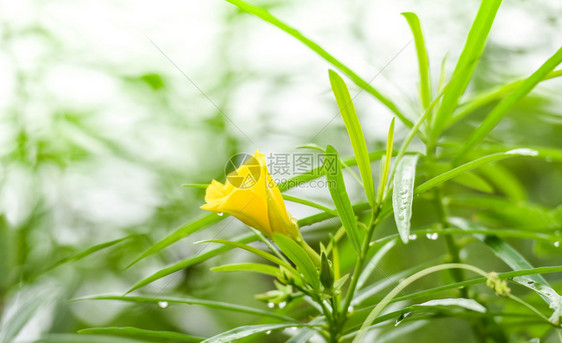 绿色花园上的黄朵西维亚图片