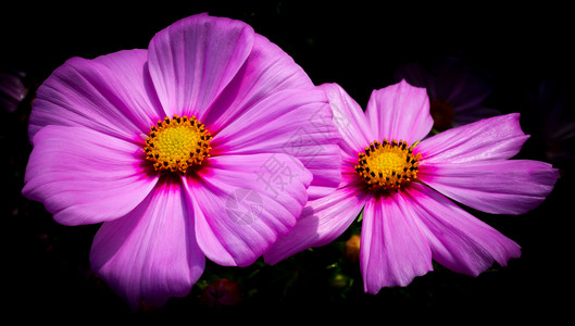深底的紫色粉花朵图片