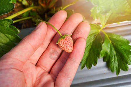 从农场有机花园中摘草莓的手图片