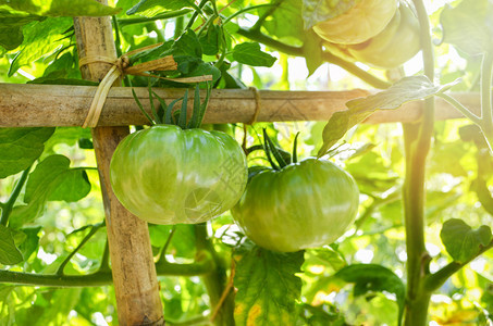 植树上的青番茄园艺背景在有机农场种植新鲜樱桃西红柿图片