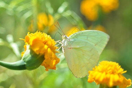 绿蝴蝶在花园自然背景中以黄色花冠喂养的绿蝴蝶图片