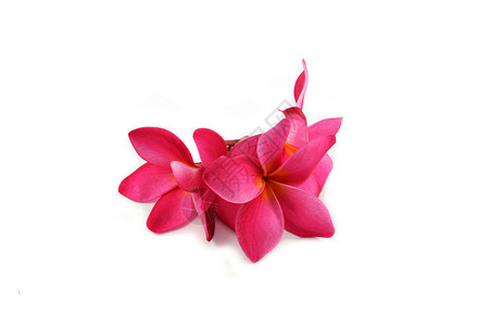 白底孤立的弗朗吉帕尼粉红色花朵或白底图片