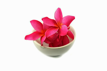 白底孤立的弗朗吉帕尼粉红色花朵或白底图片