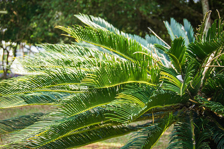 花园公科比亚树中的绿细胞植物图片