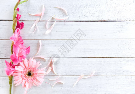 Gerbera粉红色格拉迪奥卢斯花春夏和瓣装饰在白木背景上顶视图复制空间图片