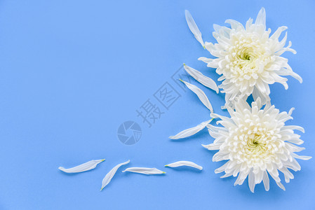 白色菊花纹理蓝色背景的鲜白菊花背景