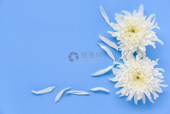 蓝色背景的鲜白菊花图片