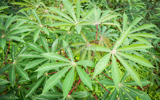 木薯田间农业种植园Manihotescurenta树枝上的绿叶木薯图片