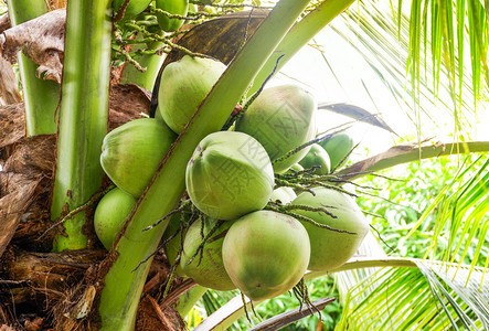 树上年轻的椰子夏日在花园植物上的新鲜绿色椰子图片