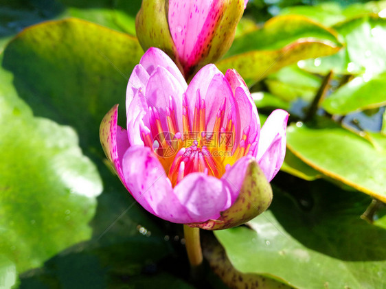 紫水百合花在莲池中开清晨阳光照耀图片