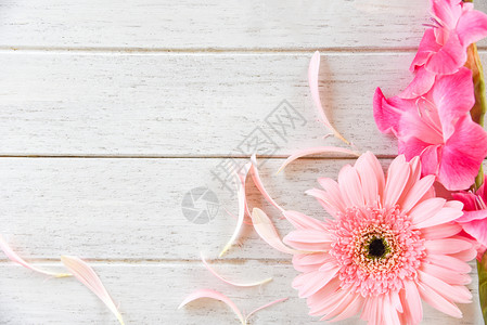 Gerbera粉红色格拉迪奥卢斯花春夏和瓣装饰在白木背景上顶视图复制空间图片