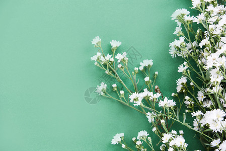 白切花在绿色背景上开花选择重点图片