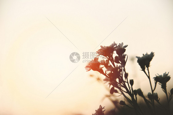 日落或出自然背景时的鲜花光环图片