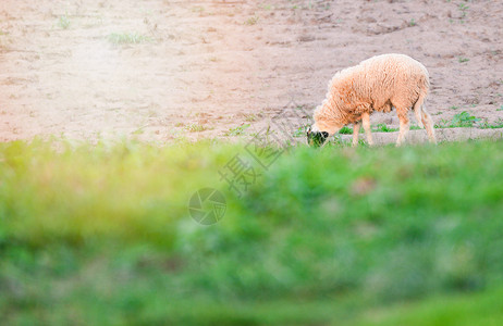 夏日在牧羊农场的绿地上放牧草图片