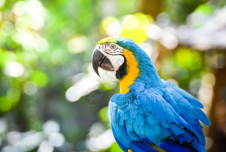 树上枝的多彩金刚鹦鹉以自然绿色背景黄和蓝翼金刚鹦鹉阿拉乌纳图片