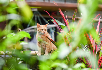 坐在花园后院亚洲小猫图片