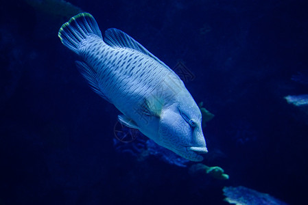 唇形科鱼拿破仑在海底洋生物中游泳背景