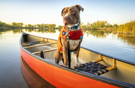 在科罗拉多州湖里的独木舟上坐着一只斗牛犬图片