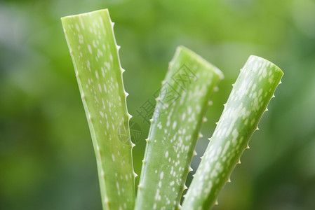 天然绿本用胶类草药和关闭新鲜的青菜花叶图片