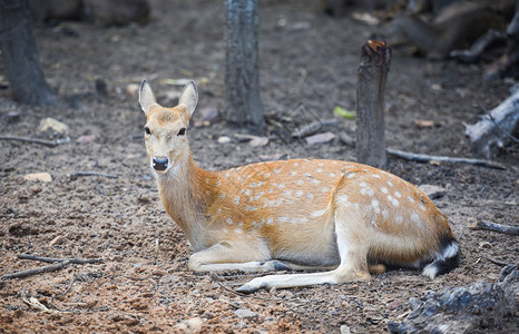 公园中的鹿斑野生动物其他名称ChitalCheetalAxis鹿图片