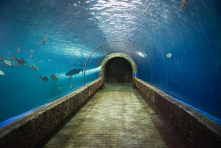 水族馆下鱼类隧道不同型的水族馆池游泳鱼类图片