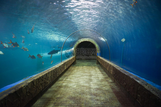 水族馆下鱼类隧道不同型的水族馆池游泳鱼类图片