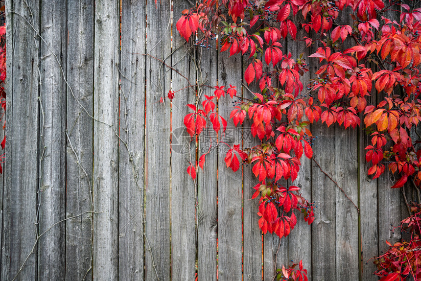 秋天木篱笆植物秋天图片