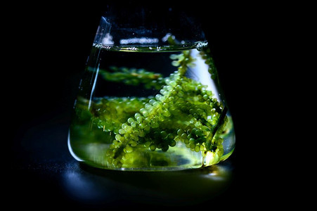 藻海研究生物燃料工业科学可持续概念图片