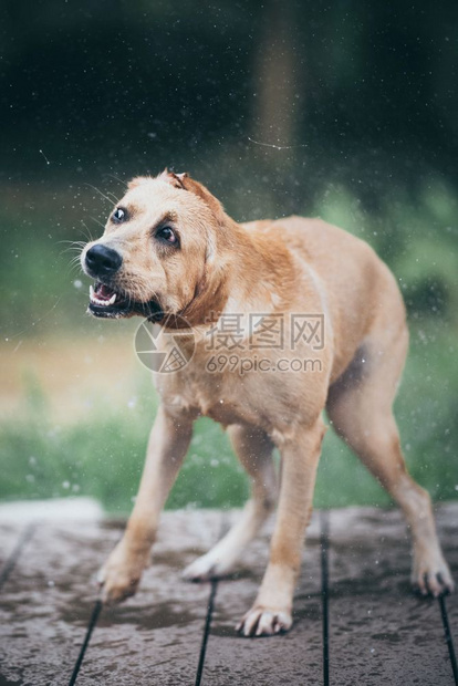 这只有趣的狗洗完澡后泼水图片