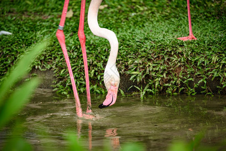 生活在大自然中的白flamingo家庭图片