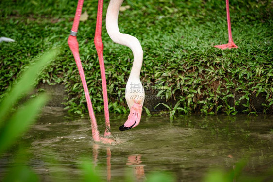 生活在大自然中的白flamingo家庭图片