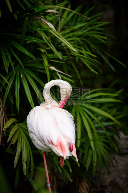 粉红火烈鸟大是家庭最常见和广泛的成员图片