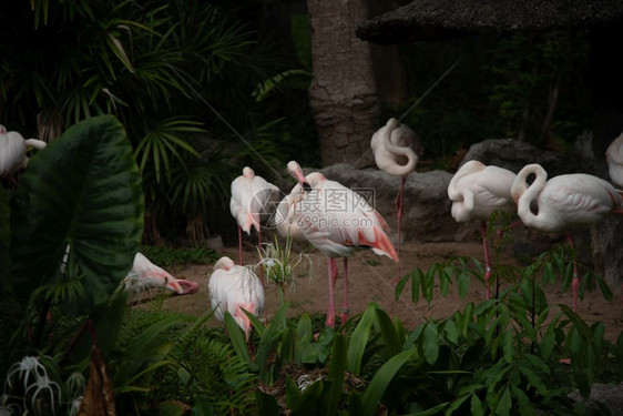 粉红火烈鸟大是家庭最常见和广泛的成员图片