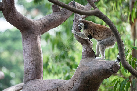 野生马达加斯猫在Safari动物园的树上图片