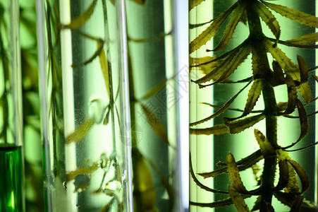 生物技术实验室的藻类生物燃料管实验室藻类燃料生物工业的光生物体图片
