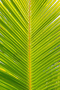背景绿叶椰子棕榈图片